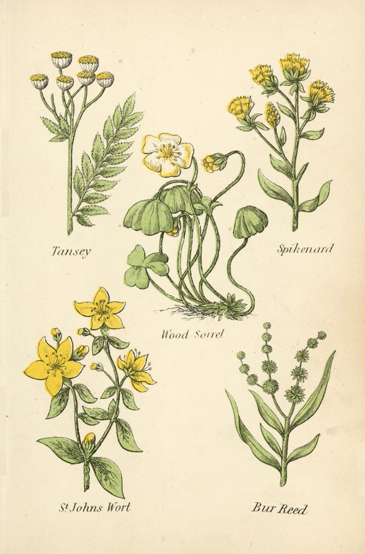 Tansey，Spikenard，Wood Sorrel，St Johns Wort，Bur Reed 作者 英语学校
