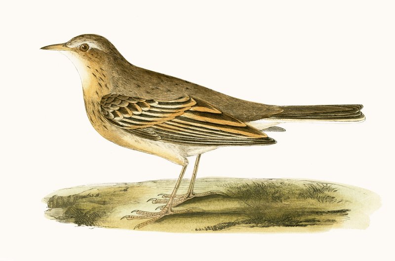 Tawny Pipit，来自“不列颠群岛未观察到的欧洲鸟类历史”的插图作者：Charles Robert Bree（1811-86），1867年出版 作者 英语学校