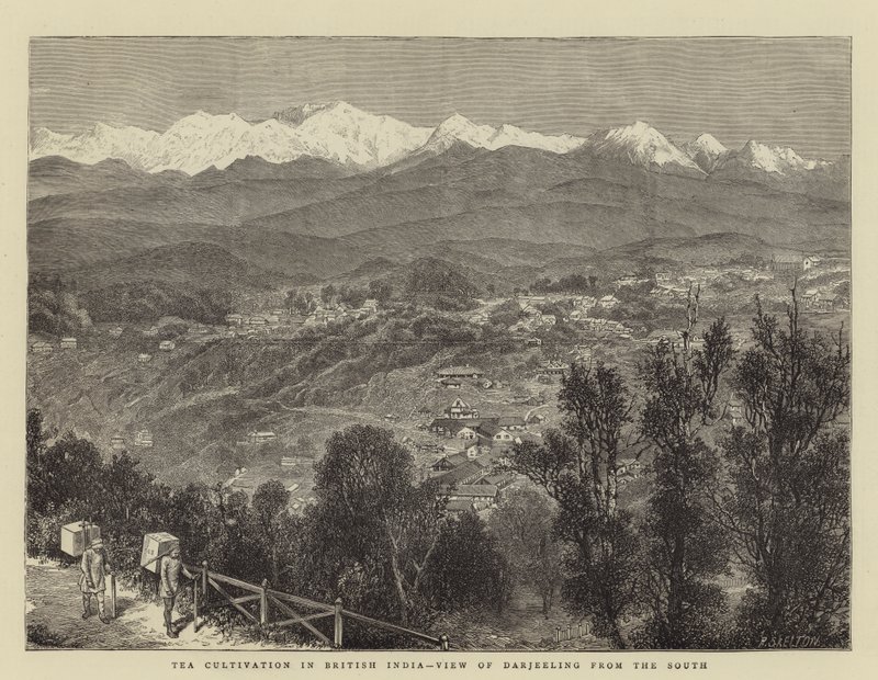 Tea Cultivation in British India, View of Darjeeling from the South (engraving) 作者 英语学校