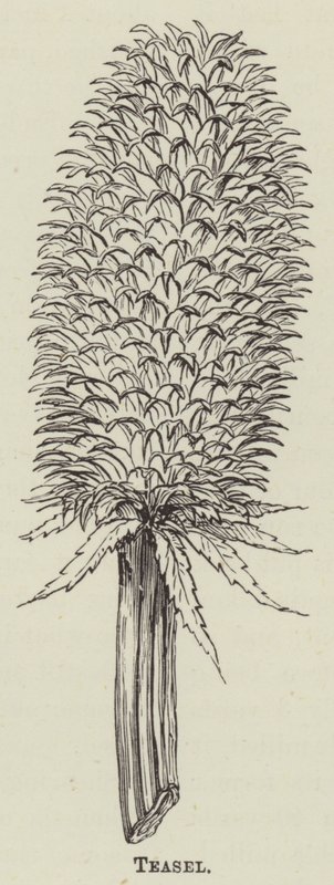 Teasel(雕刻) 作者 英语学校