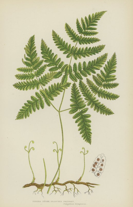 娇嫩的三枝多肉植物（彩色石版画） 作者 英语学校