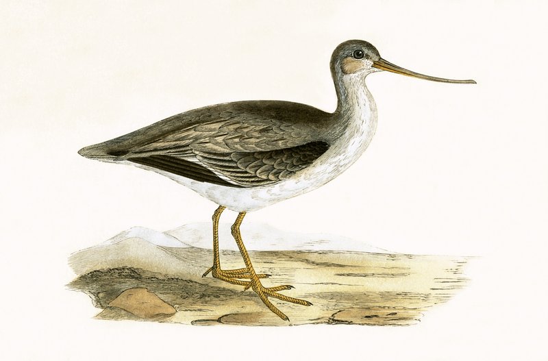 Terek Godwit，来自查尔斯·罗伯特·布里（1811-86）的“不列颠群岛未观察到的欧洲鸟类历史”的插图，1867年出版 作者 英语学校