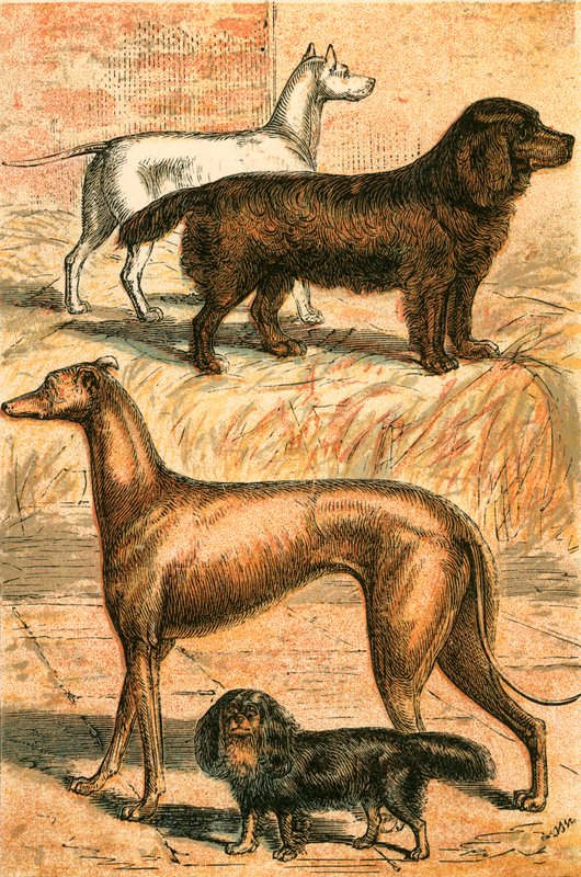 小猎犬，西班牙猎狗，灵缇犬和查理国王的猎犬 作者 英语学校