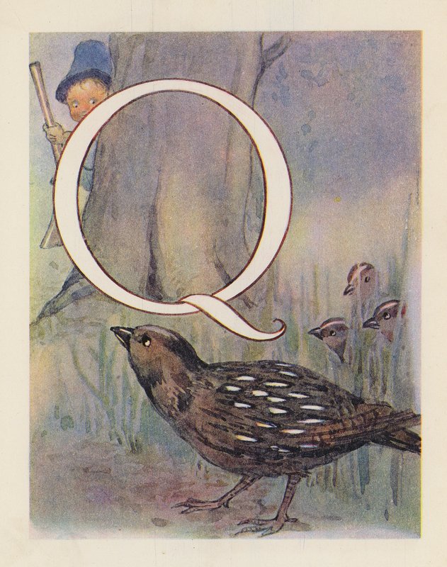 动物 ABC字母 Q，鹌鹑（彩色石版印刷） 作者 英语学校