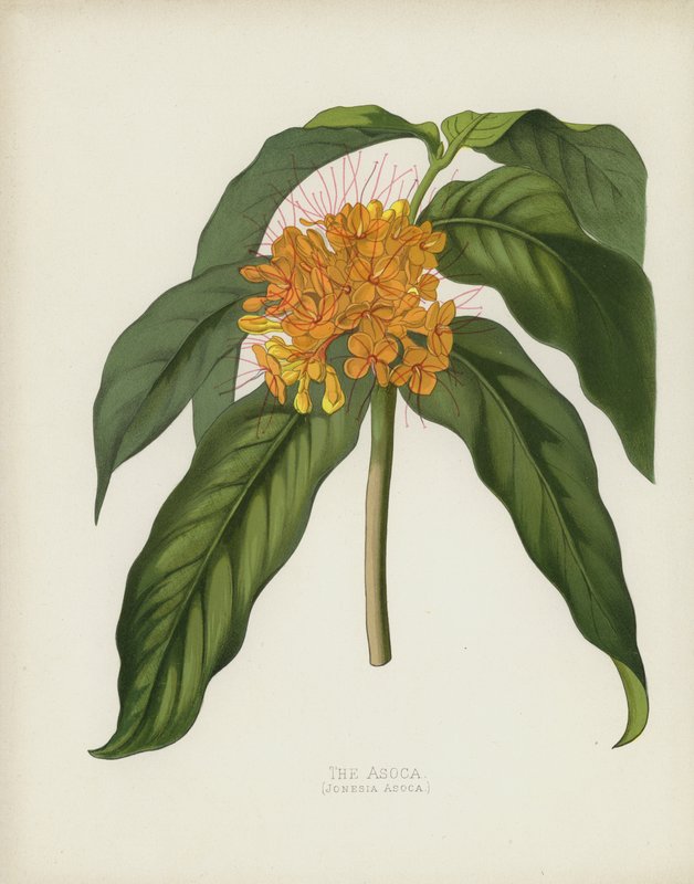 Asoca，Jonesia Asoca 作者 英语学校