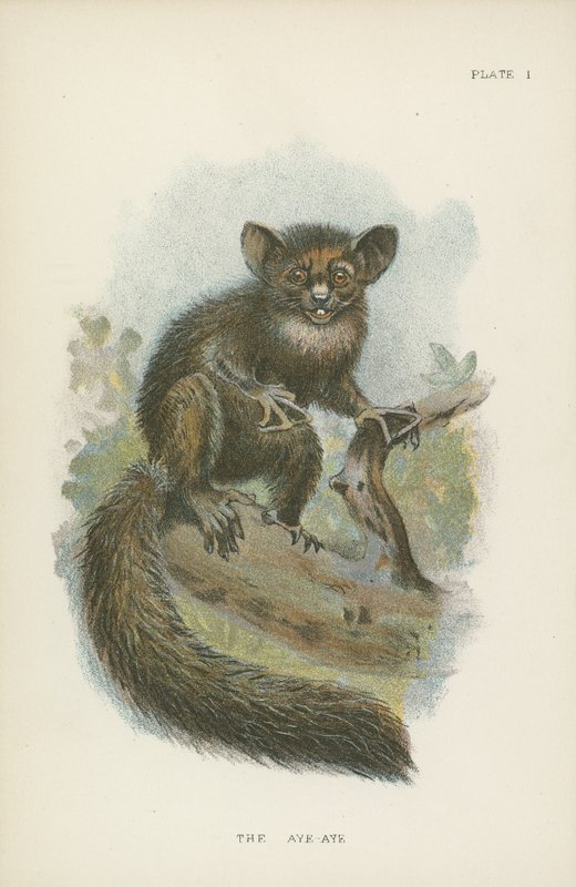 Aye-Aye 作者 英语学校