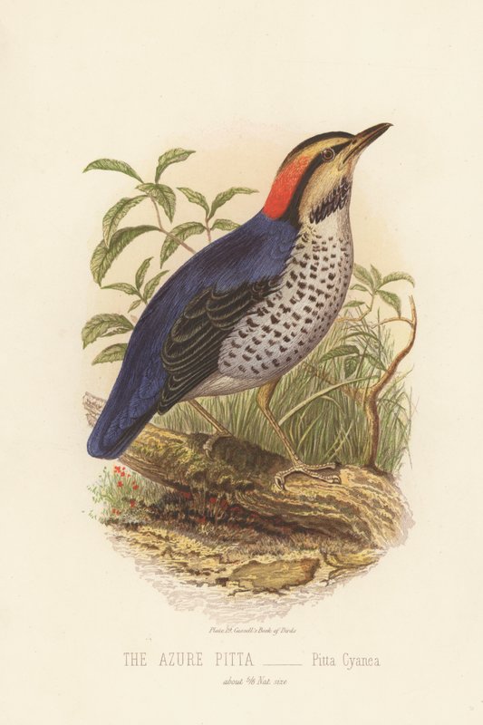 蔚蓝的 Pitta，Pitta Cyanea（彩色石版画） 作者 英语学校