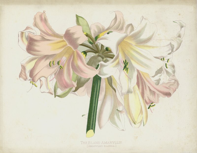 Bland Amaryllis，Amaryllis Mix 作者 英语学校