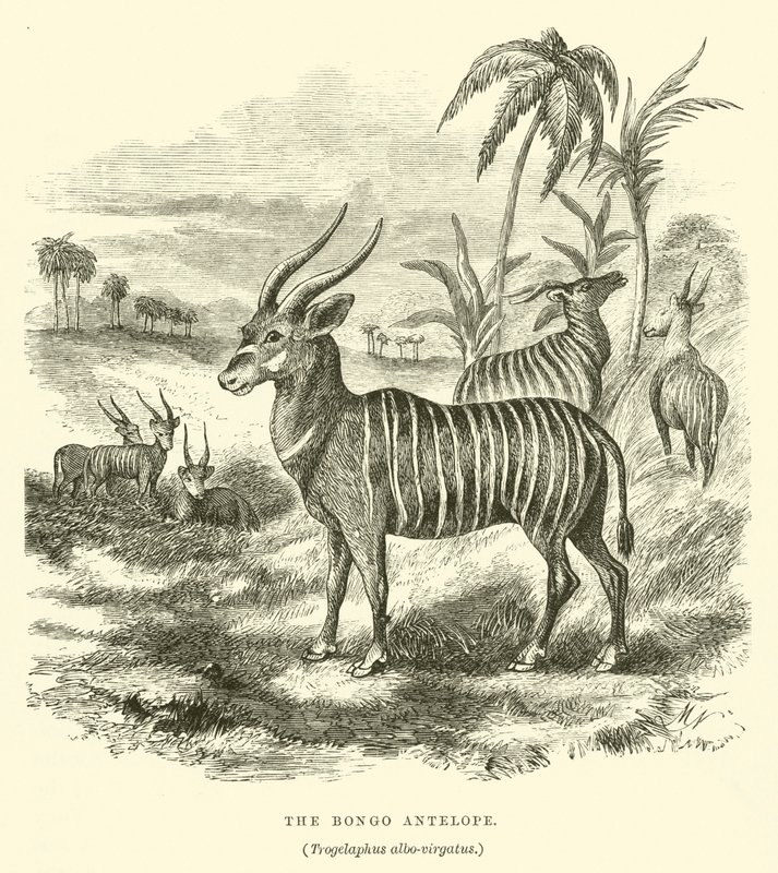 邦戈羚羊，Trogelaphus albo-virgatus（雕刻）。 作者 英语学校