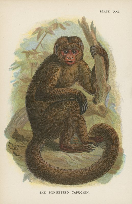 Bonnetted Capuchin 作者 英语学校