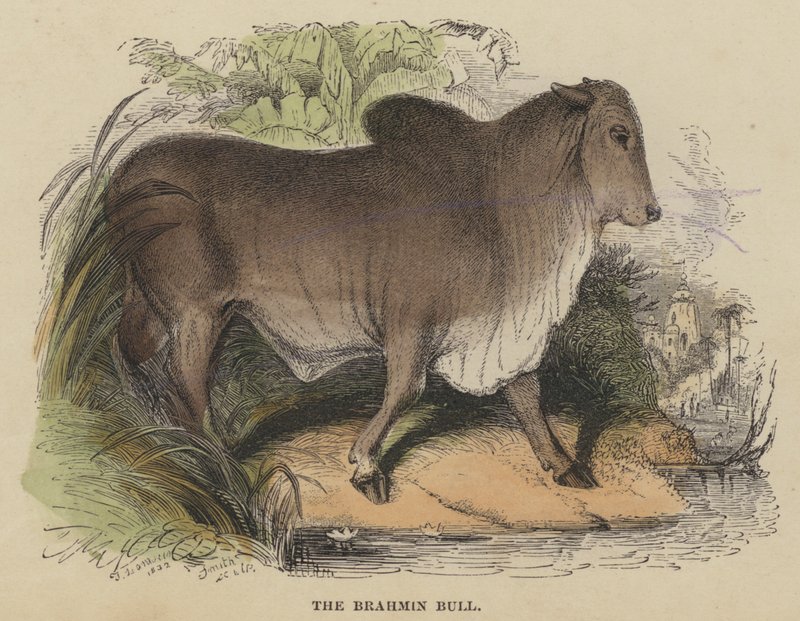 The Brahmin Bull (coloured engraving) 作者 英语学校