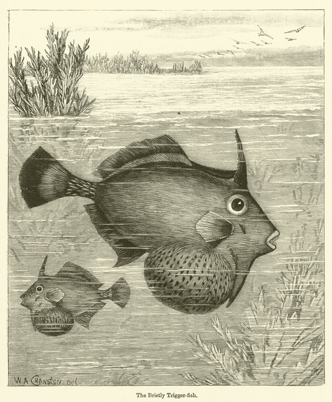 刺儿头鱼(雕刻)(The Bristly Trigger-fish) 作者 英语学校