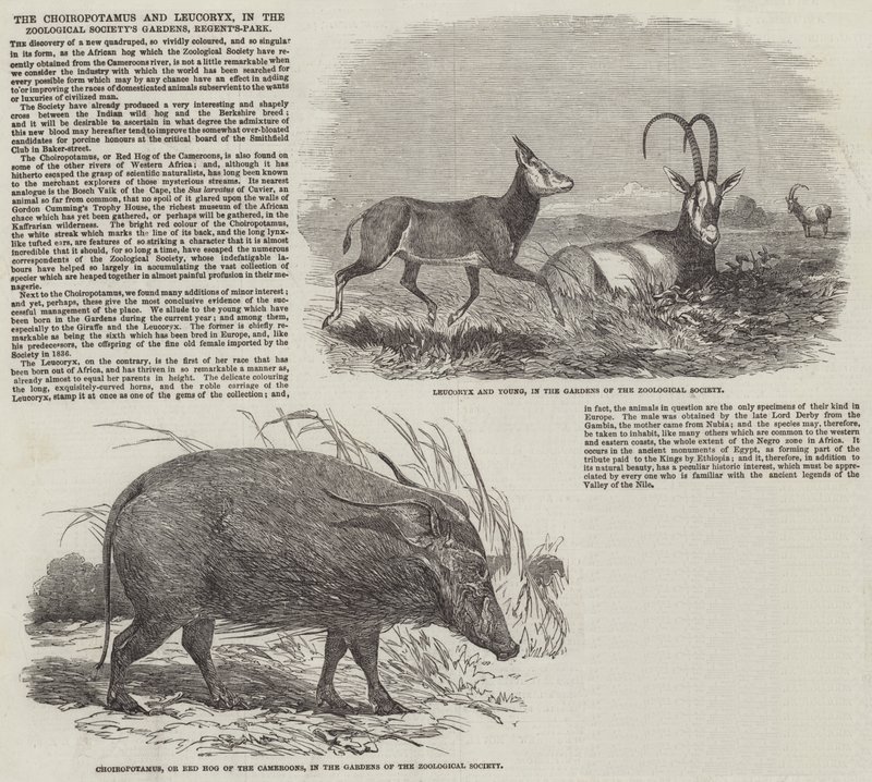 Choiropotamus 和 Leucoryx，在摄政公园的动物学会花园中（雕刻） 作者 英语学校