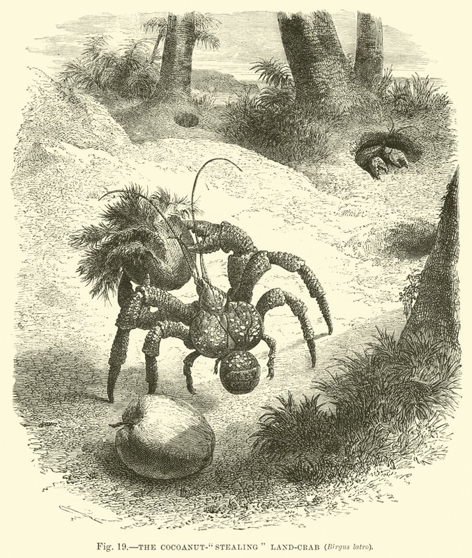 Cocoanut-stealing Land-crab，Birgus latro 作者 英语学校