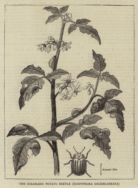 科罗拉多马铃薯甲虫，Doryphora decemlineata（雕刻） 作者 英语学校