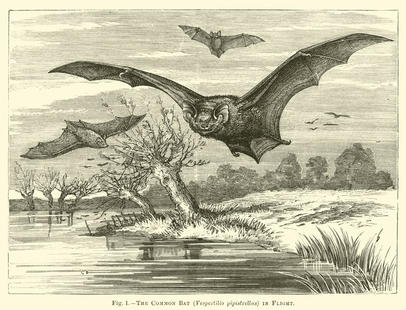 共同蝙蝠，Vespertilio pipistrellus，在飞行中 作者 英语学校