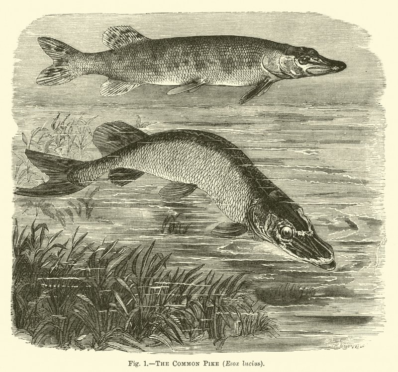 Common Pike，Esox lucius 作者 英语学校