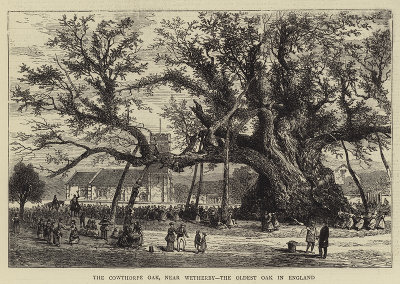 The Cowthorpe Oak, near Wetherby, the Oldest Oak in England (engraving) 作者 英语学校