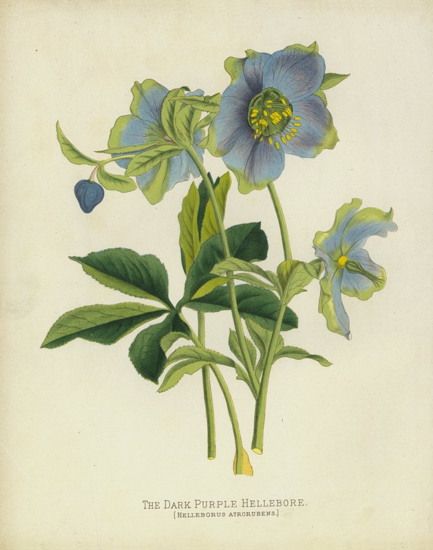 暗紫色嚏根草，Helleborus Atrorubens 作者 英语学校