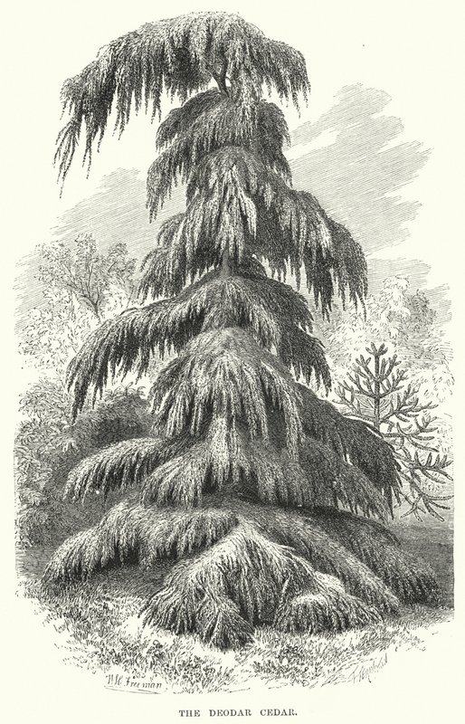 迪达拉雪松（雕版画 作者 英语学校