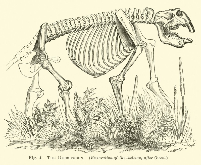 Diprotodon 作者 英语学校