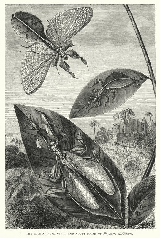西西弗兰（Phyllium siccifolium）的卵、未成熟的和成年的形态（雕刻 作者 英语学校