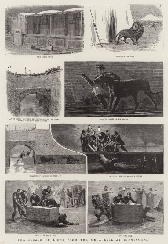 伯明翰动物园的狮子大逃亡（版画） 作者 英语学校