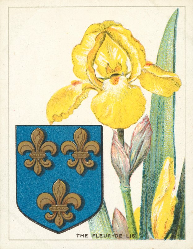 芙蓉花（色谱法） 作者 英语学校