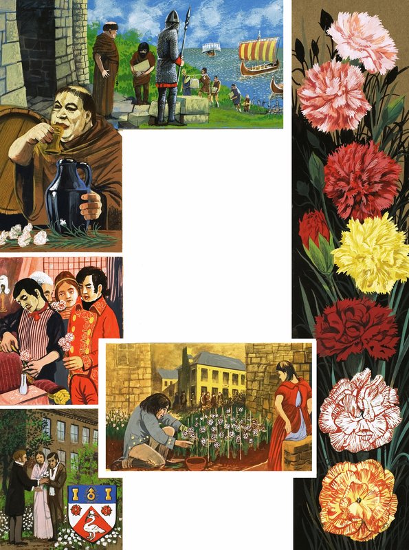 绽放的鲜花：鲜艳的康乃馨 作者 英语学校