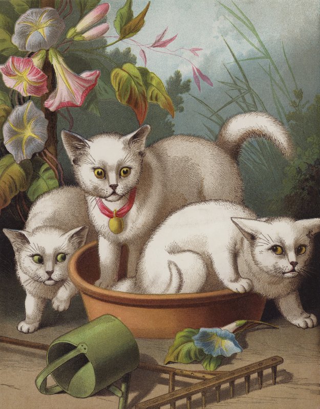 受惊的小猫（chromolitho） 作者 英语学校