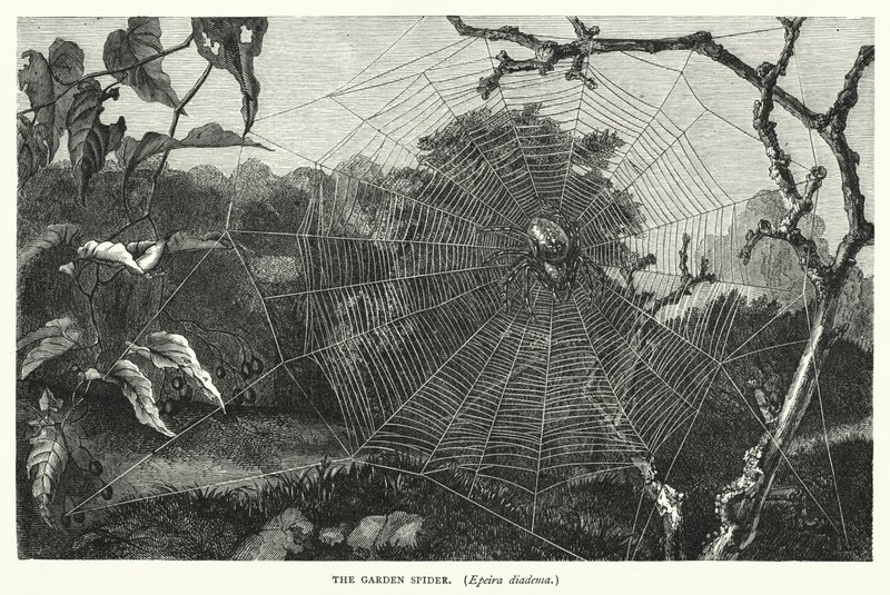 花园蜘蛛，Epeira diadema（雕刻） 作者 英语学校