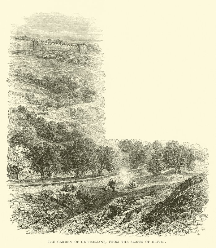 客西马尼园（Garden of Gethsemane），位于Olivet山坡上 作者 英语学校