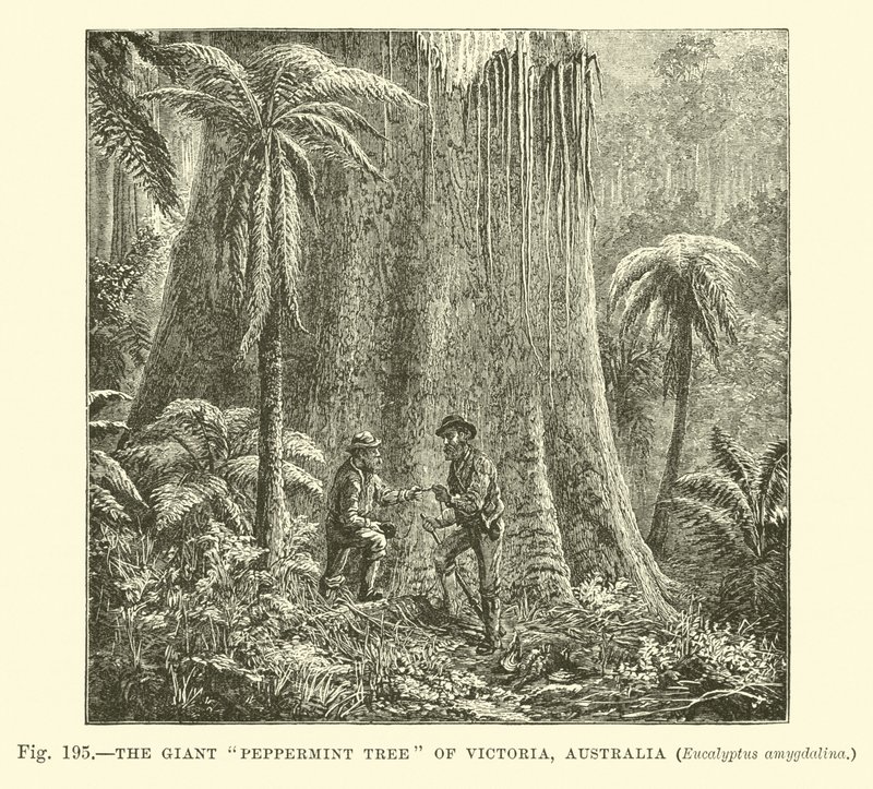 维多利亚，Australlia，Eucalyptus amygdalina巨型薄荷树 作者 英语学校