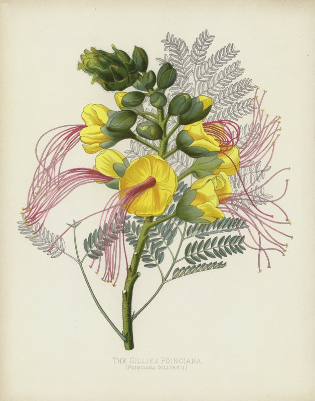 Gillies Poinciana，Poinciana Gilliesii 作者 英语学校