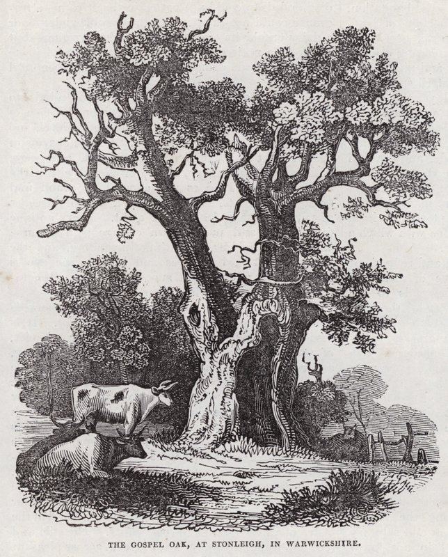 沃里克郡斯通利的福音橡树（雕刻）（The Gospel Oak, Stonleigh, Warwickshire）。 作者 英语学校
