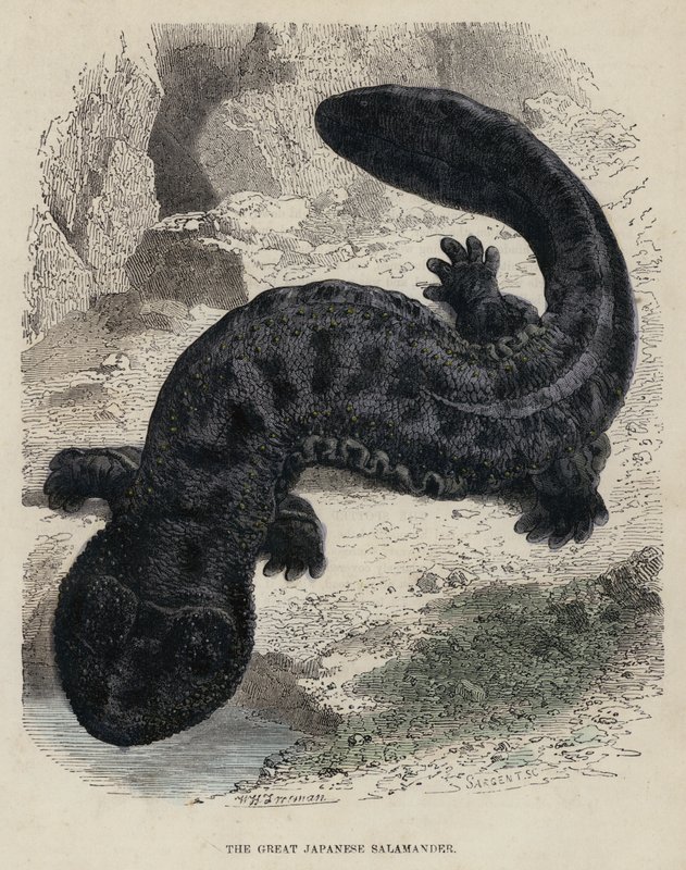 The Great Japanese Salamander (coloured engraving) 作者 英语学校