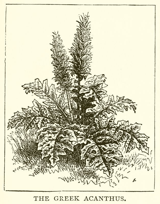 希腊的Acanthus 作者 英语学校