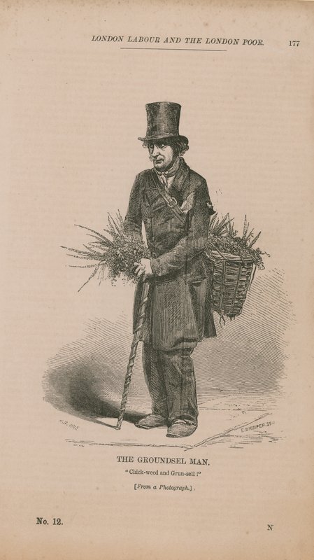 Groundsel Man 作者 英语学校