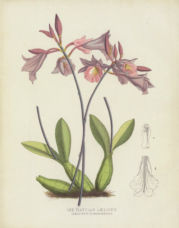 该Haytian Laeliops，Laeliopsis Domingensis 作者 英语学校