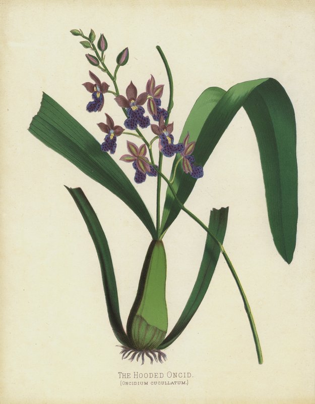 连帽的Oncid，Oncidium Cuccullatum 作者 英语学校