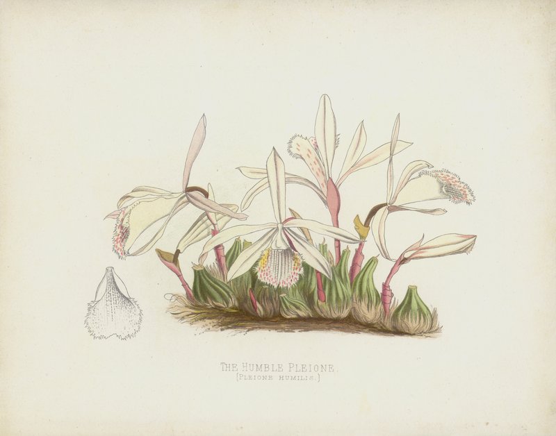 谦卑的Pleione，Pleione Humilis 作者 英语学校