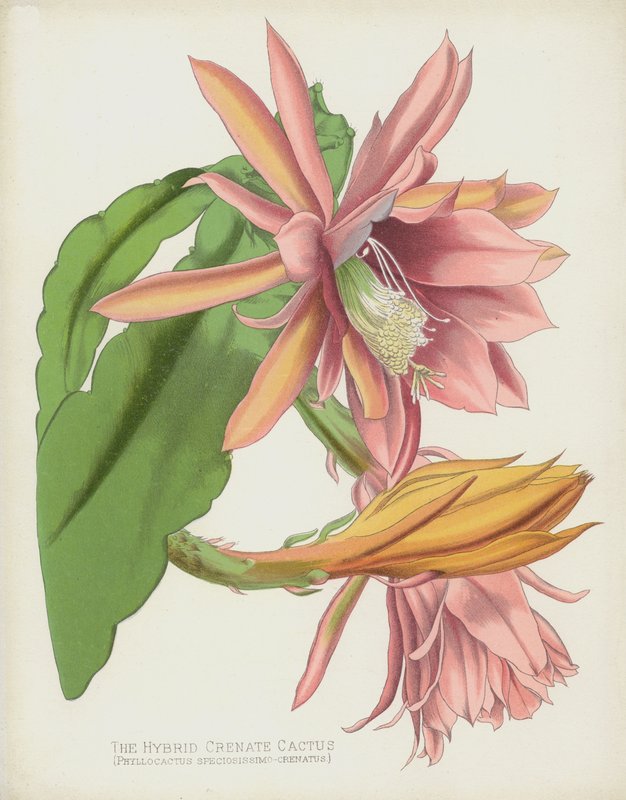 混合Crenate仙人掌，Phyllocactus Speciosissimo-Crenatus 作者 英语学校