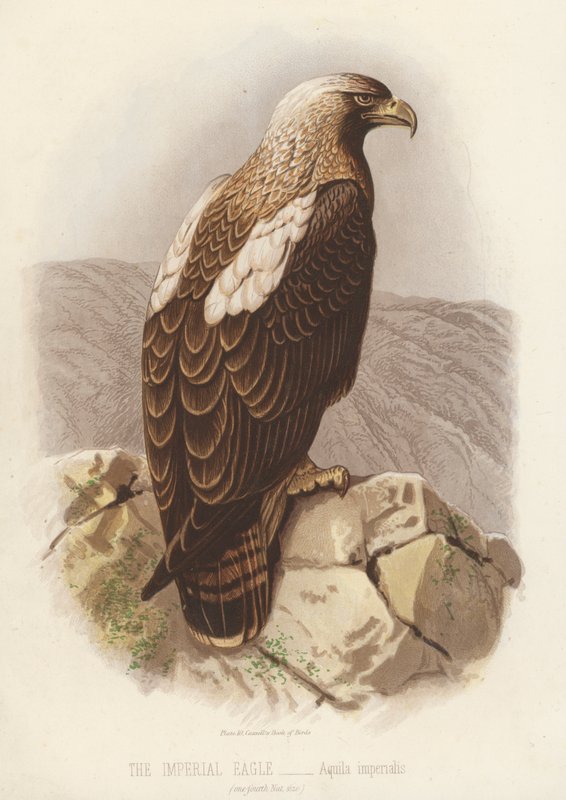 帝国之鹰 Aquila Imperialis（彩色石版画） 作者 英语学校