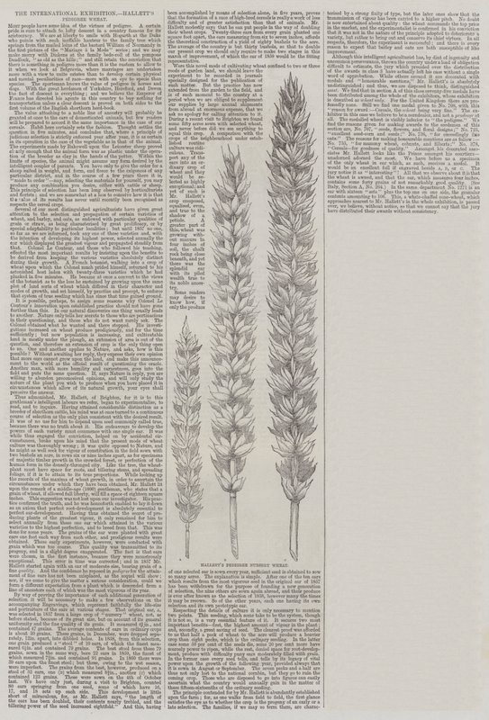 国际展览，哈利特的谱系小麦（雕刻） 作者 英语学校