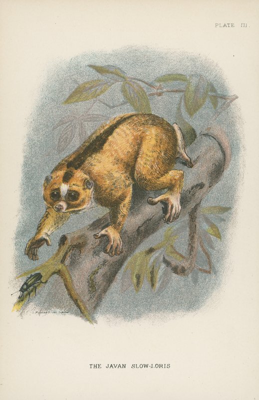 Javan Slow-Loris 作者 英语学校