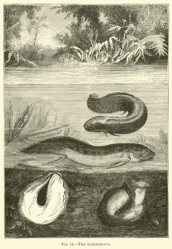 Lepidosiren 作者 英语学校