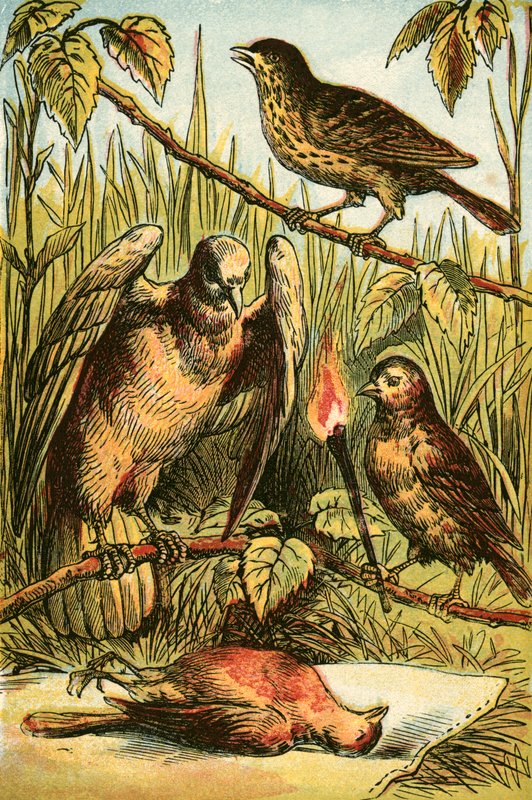 Linnet，Dove和Cock Robin 作者 英语学校