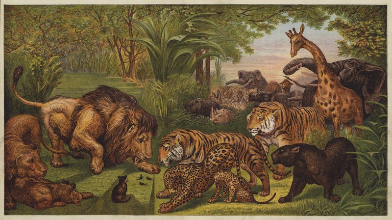 狮子的招待会（彩色平版画 作者 英语学校