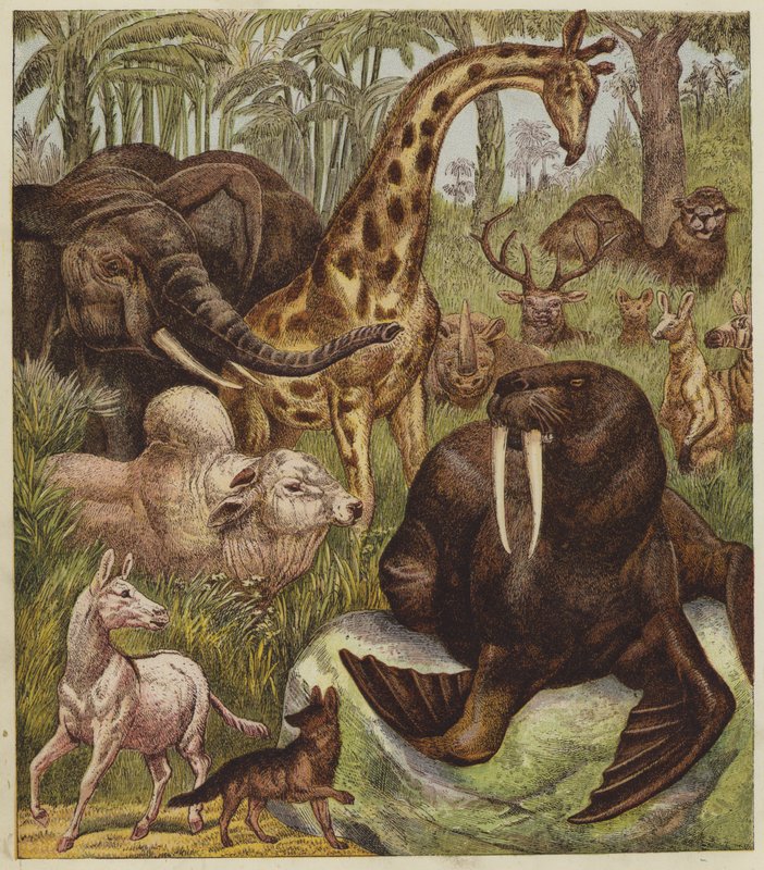 狮子的招待会（彩色平版画 作者 英语学校