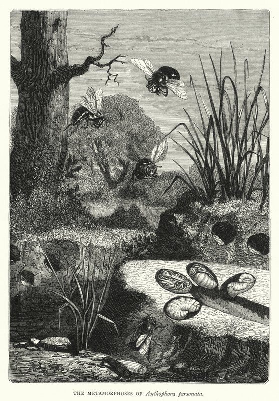 人猿的蜕变》（雕刻）（The Metamorphoses of Anthophora personata）。 作者 英语学校